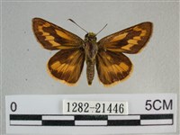 竹橙斑弄蝶藏品圖，第1張