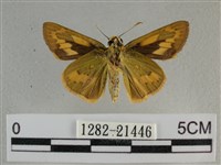 竹橙斑弄蝶藏品圖，第2張