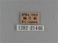 竹橙斑弄蝶藏品圖，第3張