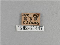臺灣斑眼蝶藏品圖，第3張