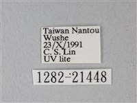 隱錨紋蛾藏品圖，第3張