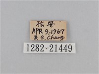 江崎波眼蝶藏品圖，第3張