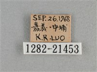 小稻弄蝶藏品圖，第3張