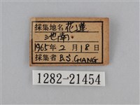 紫帶眉眼蝶藏品圖，第3張