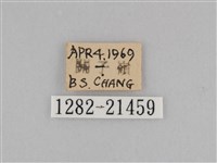 切翅眉眼蝶藏品圖，第3張