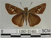 尖翅褐弄蝶藏品圖，第1張