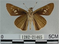 尖翅褐弄蝶藏品圖，第2張