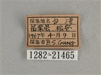 尖翅褐弄蝶藏品圖，第3張