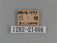 白斑弄蝶藏品圖，第3張