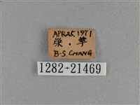 長紋黛眼蝶藏品圖，第3張