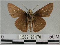 尖翅褐弄蝶藏品圖，第2張