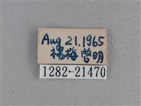 尖翅褐弄蝶藏品圖，第3張