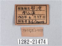 臺灣瑟弄蝶藏品圖，第3張