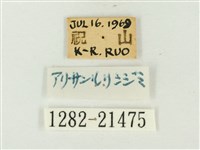 大紫琉灰蝶藏品圖，第3張