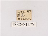 嫵琉灰蝶藏品圖，第3張