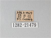 細邊琉灰蝶藏品圖，第3張