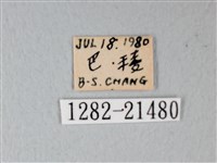細邊琉灰蝶藏品圖，第3張