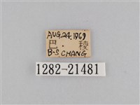 密紋波眼蝶藏品圖，第3張