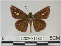 黃紋孔弄蝶藏品圖，第1張