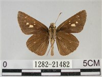 黃紋孔弄蝶藏品圖，第2張