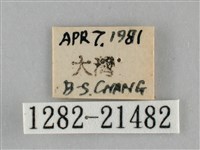 黃紋孔弄蝶藏品圖，第3張