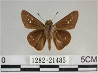 小稻弄蝶藏品圖，第1張