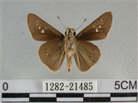 小稻弄蝶藏品圖，第2張