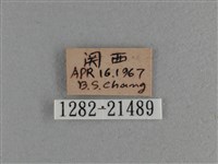 臺灣斑眼蝶藏品圖，第3張
