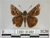 臺灣赭弄蝶藏品圖，第1張