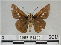 臺灣赭弄蝶藏品圖，第2張