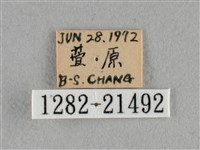 臺灣赭弄蝶藏品圖，第3張