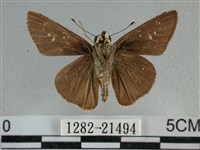 尖翅褐弄蝶藏品圖，第2張