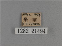 尖翅褐弄蝶藏品圖，第3張