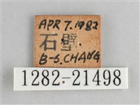 臺灣黛眼蝶藏品圖，第3張