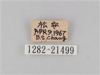 小波眼蝶藏品圖，第3張