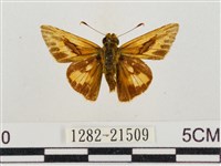 熱帶橙斑弄蝶藏品圖，第1張