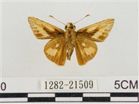 熱帶橙斑弄蝶藏品圖，第2張