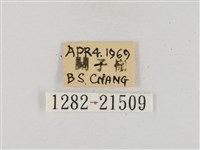 熱帶橙斑弄蝶藏品圖，第3張