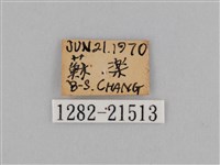 紫帶眉眼蝶藏品圖，第3張
