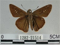 尖翅褐弄蝶藏品圖，第1張