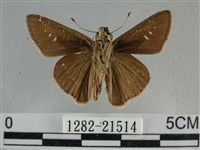 尖翅褐弄蝶藏品圖，第2張