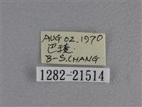 尖翅褐弄蝶藏品圖，第3張