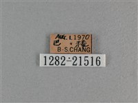 玉帶弄蝶藏品圖，第3張