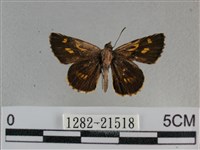 黃星弄蝶藏品圖，第1張