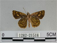 黃星弄蝶藏品圖，第2張