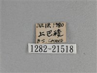 黃星弄蝶藏品圖，第3張