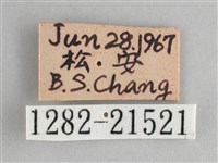 臺灣黛眼蝶藏品圖，第3張