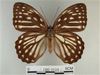 臺灣斑眼蝶藏品圖，第1張