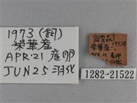 臺灣斑眼蝶藏品圖，第3張