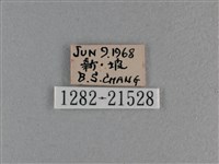 竹橙斑弄蝶藏品圖，第3張